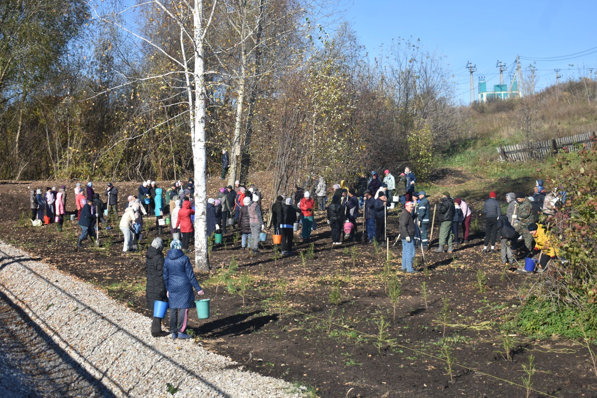 В Год семьи в Кайбицах высадили ели в новом парке