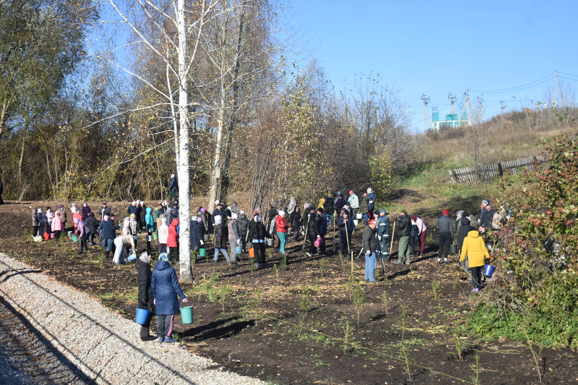 В Год семьи в Кайбицах высадили ели в новом парке