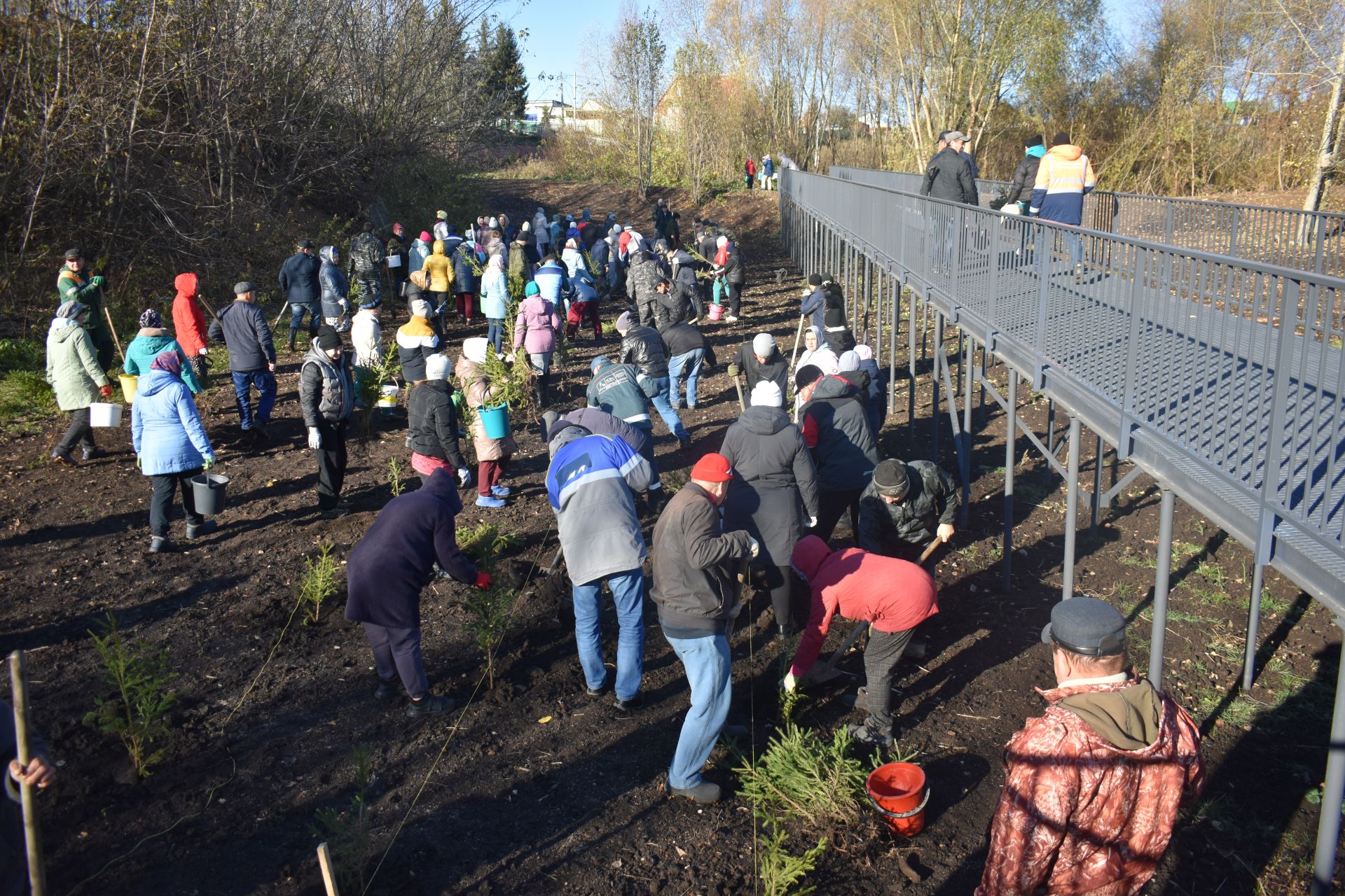 В Год семьи в Кайбицах высадили ели в новом парке