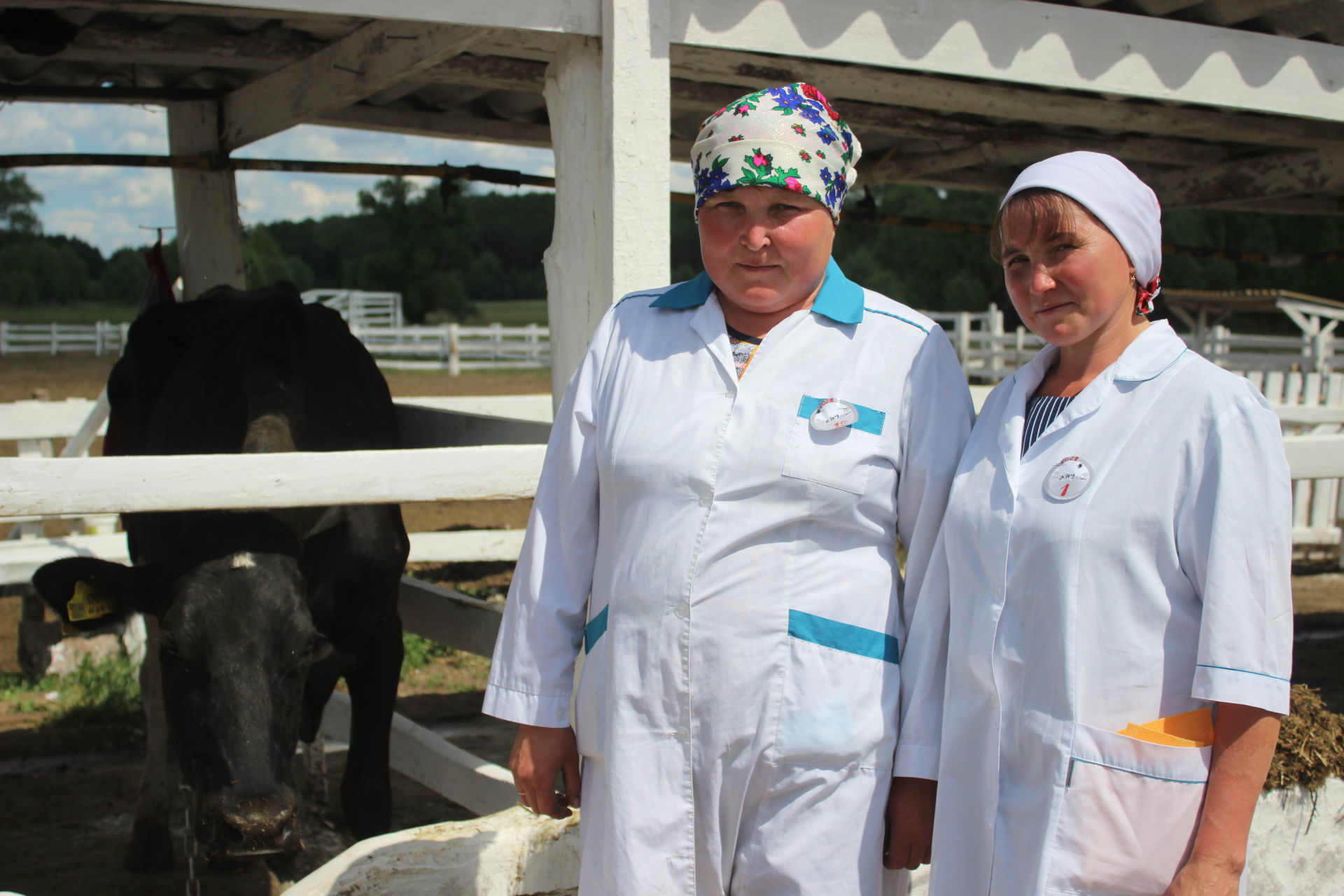 В Кайбицах прошел конкурс профессионального мастерства операторов машинного доения и технологов по искусственному воспроизведению стада крупного рогатого скота