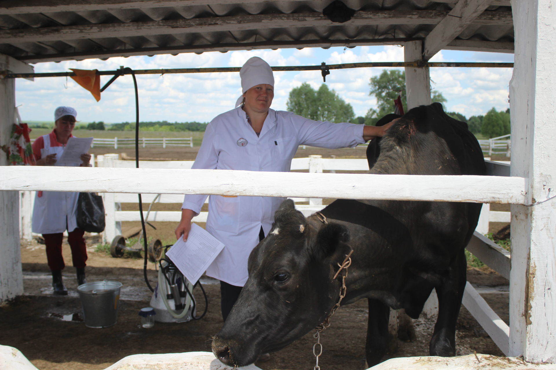 В Кайбицах прошел конкурс профессионального мастерства операторов машинного доения и технологов по искусственному воспроизведению стада крупного рогатого скота