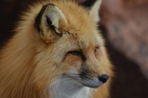 Госкомитет Татарстана предупреждает о появлении лис в населенных пунктах