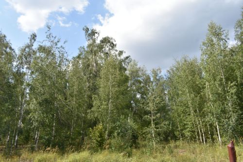 С начала года в Татарстане по нацпроекту заготовлено 2300 кг семян лесообразующих пород