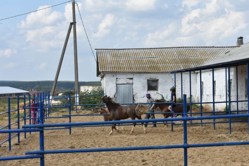 Басуларда комбайннар гөрелтесе