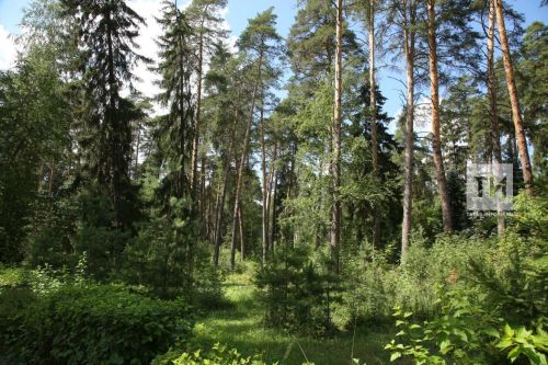 В Татарстане из-за жары ввели запрет на посещение лесов