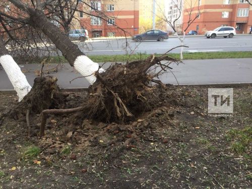 Из-за сильного ветра в Казани дерево упало на припаркованный автомобиль