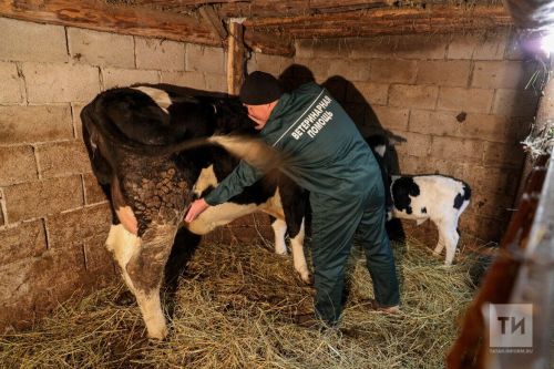 Новые случаи лейкоза коров за год выявили в пяти районах Татарстана
