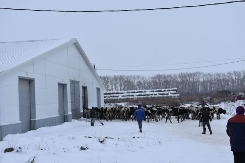 «Туган як-Агро» җәмгыятендә Яңа ел алдыннан икенче фермаларын кулланылышка тапшырдылар