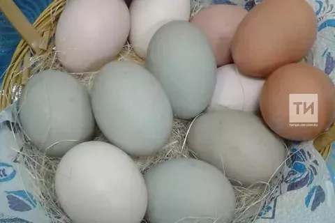 Какие болезни могут передаваться через куриные яйца