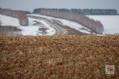 Аграриям Татарстана рекомендуют принять меры по предотвращению ущерба, который могут нанести мышевидные грызуны