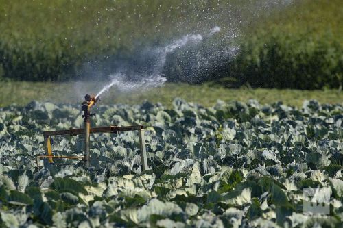 Выращивание капусты из семян в открытом грунте: сроки посадки, уход и защита от вредителей