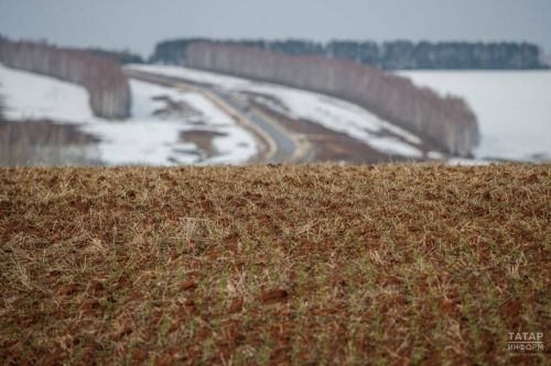 В Татарстане оценили состояние озимых культур на момент возобновления вегетации