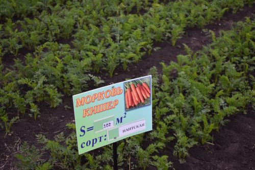 Кайбыч мәктәпләрен яңа уку елына әзерләү башлана