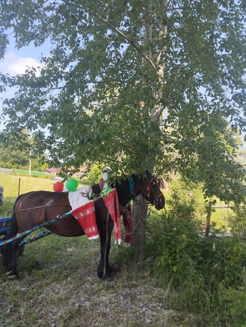 На Сабантуе в Большом Русакове разыграли двух баранов
