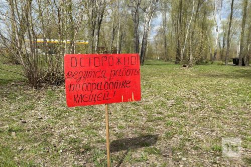 11 интересных фактов про клещей и правила профилактики