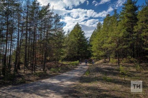 В лесах Татарстана обустроили почти 2,4 тыс. км новых противопожарных полос