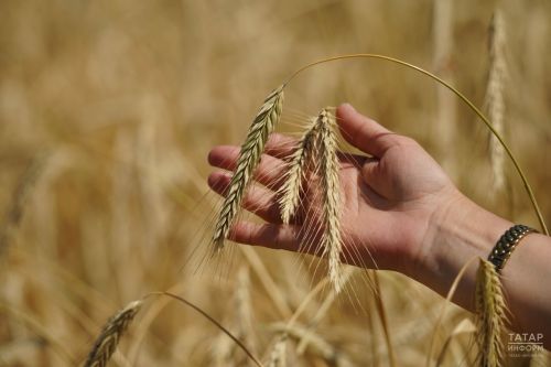 Татарстанда яңа уңышның беренче тонналары тикшерү узды