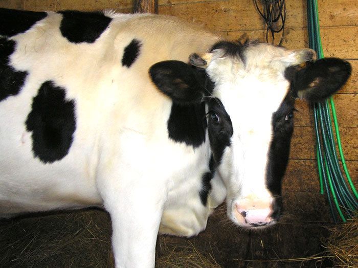 В Чутеевском поселении растет поголовье коров