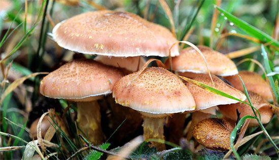 Умеют ли кайбичане отличать съедобные грибы от ядовитых