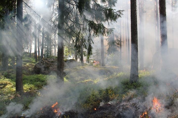 Синоптики предупредили о сохранении высокой пожарной опасности лесов в Татарстане
