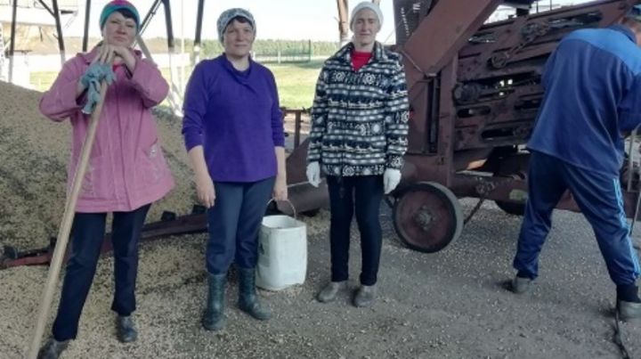 В Ульянкове бюджетные работники помогают сельхозпредприятию