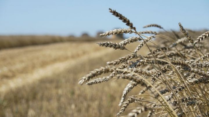 Рустам Минниханов поздравил земледельцев Кайбицкого района, которые в числе первых в Татарстане завершили уборку зерновых культур