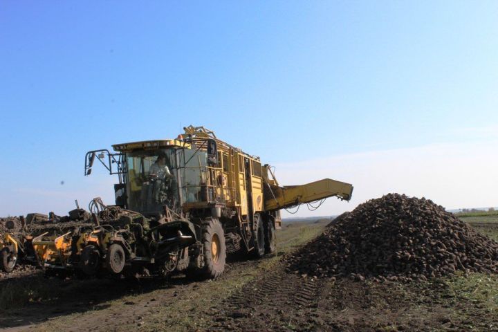 На полях Кайбицкого района продолжается уборка сахарной свеклы