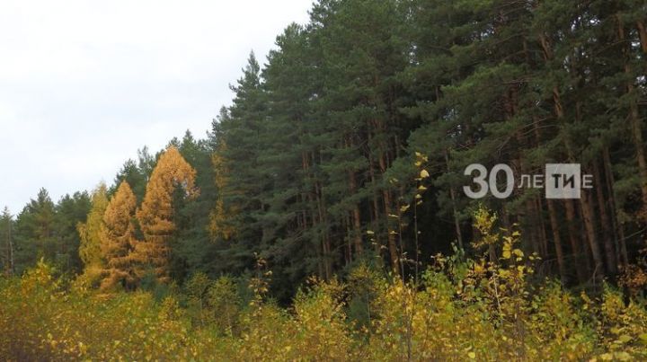 В 2019 году в РТ по нацпроекту «Экология» восстановлено более 2,5 тыс. гектаров леса
