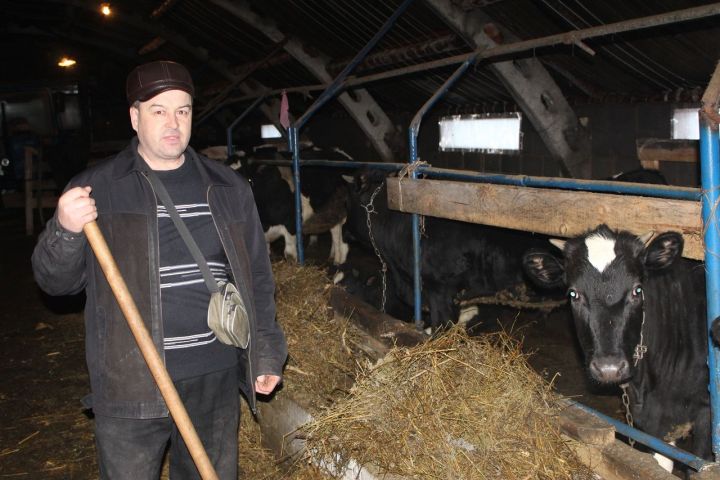 Асхат Закиров из Чутеева планирует увеличить поголовье скота  до 50 голов