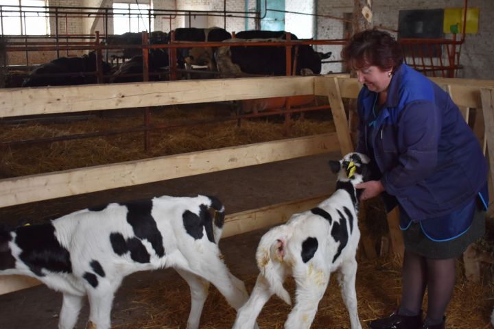 В Кайбицах технолог по искусственному осеменению планирует получить 100 телят от 100 коров