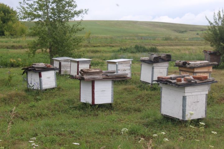 Кайбицкие пчеловоды должны  работать в соответствии с ветеринарными правилами