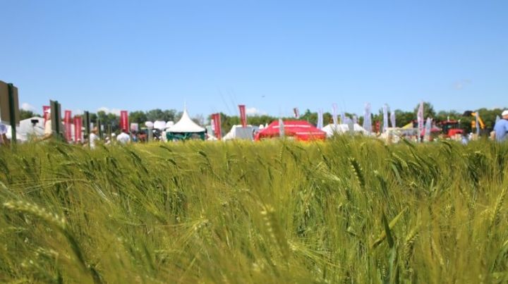 «День поля» в Татарстане планируют провести в июле