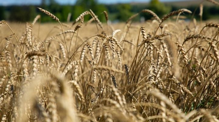 Хлеборобы Татарстана намолотили три миллиона тонн зерна