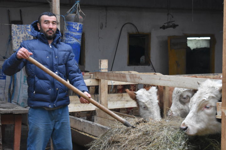 Маматкуловы из Бурундуков планируют увеличить поголовье коров