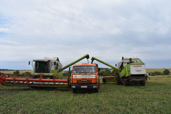 Хлеборобы Кайбицкого района собрали более 22 тысяч тонн зерна