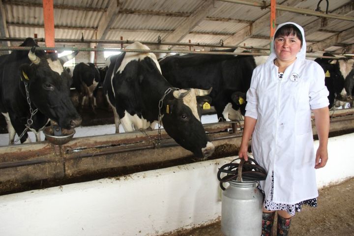 Доярка  из Большого Тябердина в сутки надаивает 550 килограммов молока