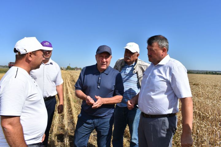 Депутаты Госсовета РТ Марат Ахметов и Камиль Нугаев высоко оценили урожайность кайбицких полей
