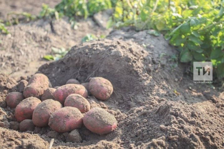 Жителям Татарстана рассказали, как правильного хранить картофель