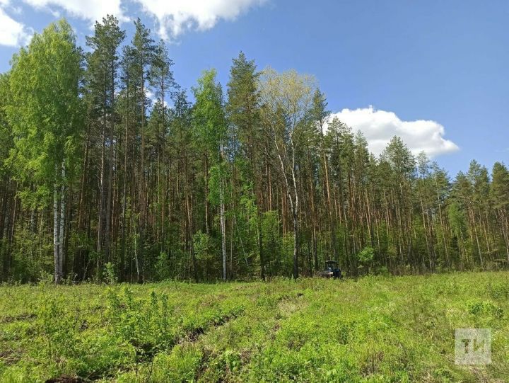 В Татарстане снова вводится ограничение на пребывание в лесах