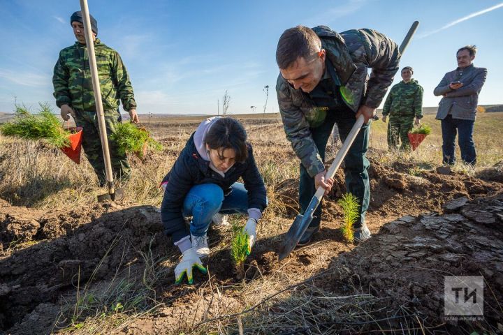Минлесхоз Татарстана: в 2024 году лесокультурный сезон будет открыт в конце апреля