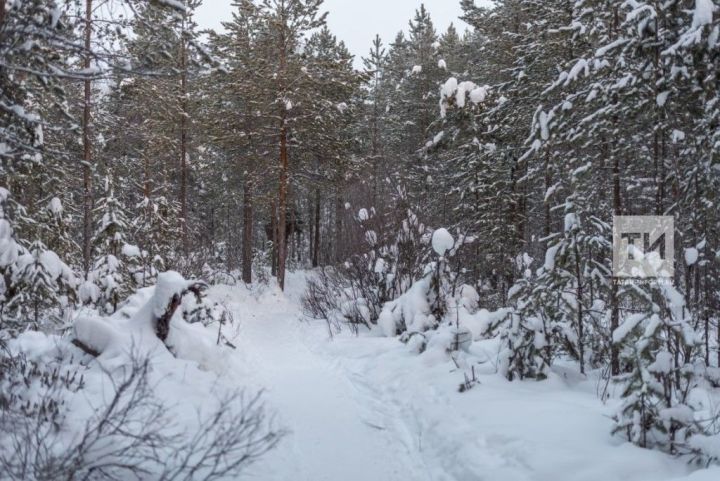 «Каждый зайчик в лесу подсчитан»: итоги зимнего учета животных подвели в Татарстане