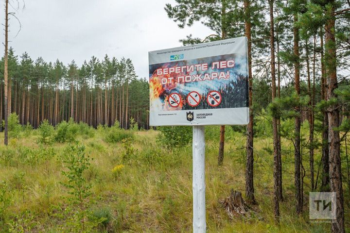 Зоны отдыха и аншлаги: в апреле Татарстан приступит к противопожарному обустройству лесов