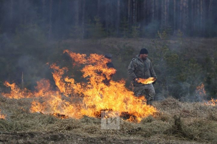 Минлесхоз РТ: Благодаря холодной весне количество термоточек сократилось в 8 раз