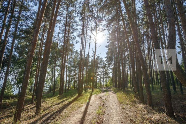 Из-за высокой пожарной опасности лесов в Татарстане объявили штормовое предупреждение