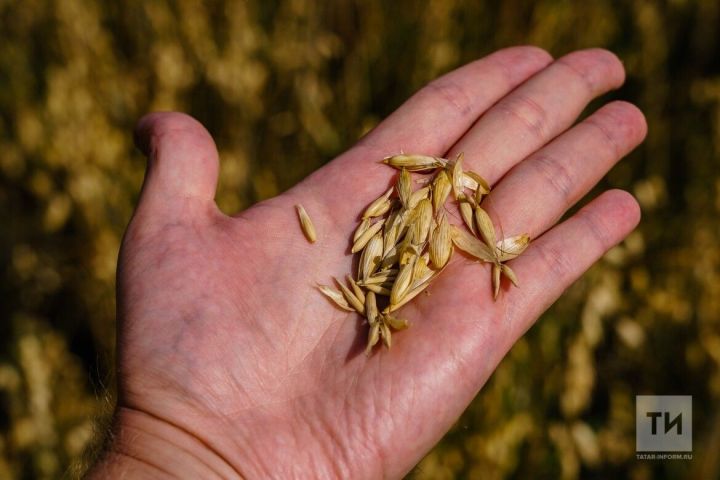 В Татарстане проводится госмониторинг зерна