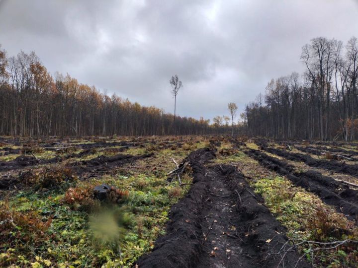 Во втором квартале Минлесхоз Татарстана благоустроит зоны отдыха в лесах
