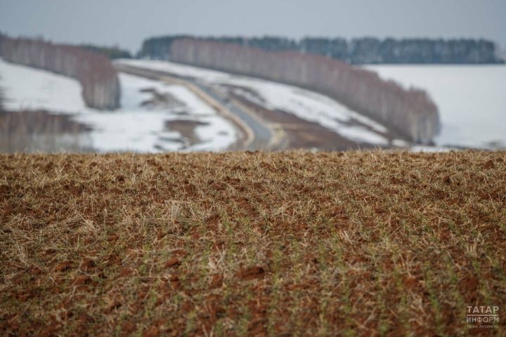 В Татарстане оценили состояние озимых культур на момент возобновления вегетации