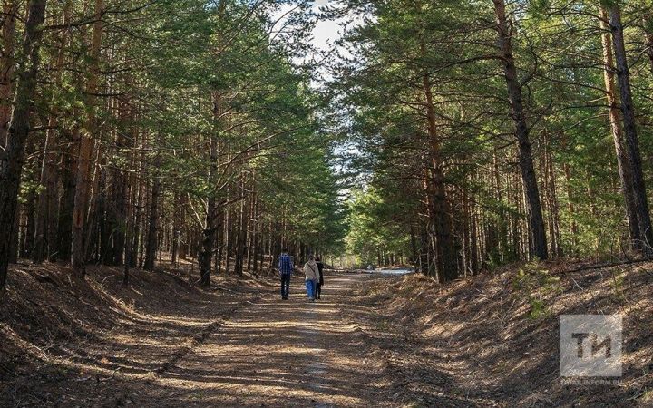 В РТ составили 35 протоколов за нарушения правил нахождения в лесах и их использования