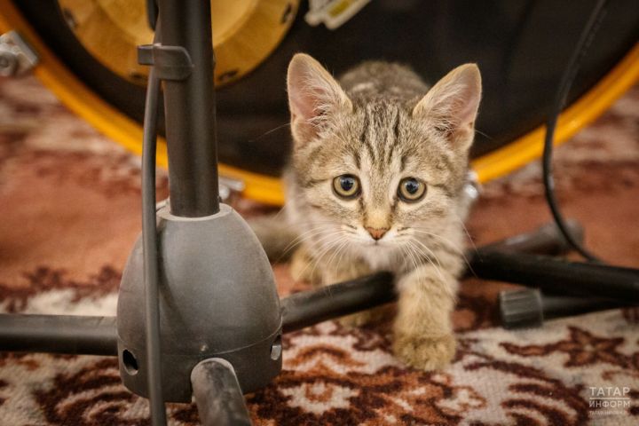 Главное управление ветеринарии РТ предупреждает: Новый год без риска — как уберечь питомца от праздничных опасностей