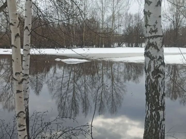 Аллергия на пыльцу березы: симптомы, лечение и советы врача